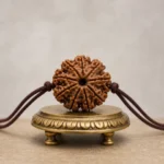 7 Mukhi Rudraksha